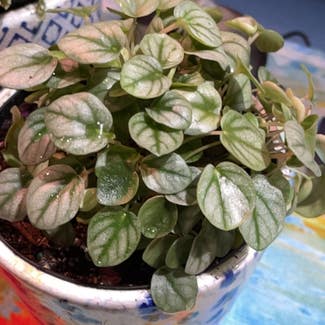 Silver Frost Peperomia plant in New Orleans, Louisiana