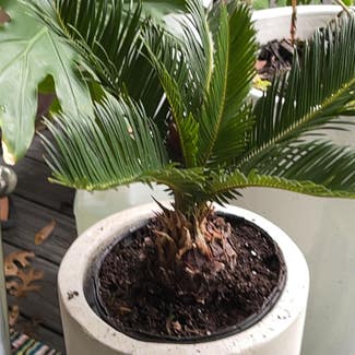 Sago Palm plant in New Orleans, Louisiana