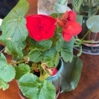 Tuberous Begonia plant in New Orleans, Louisiana