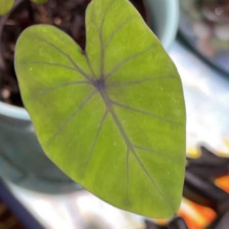Photo of the plant species Alocasia Metalhead by @ProtectiveNeem named Marilyn on Greg, the plant care app
