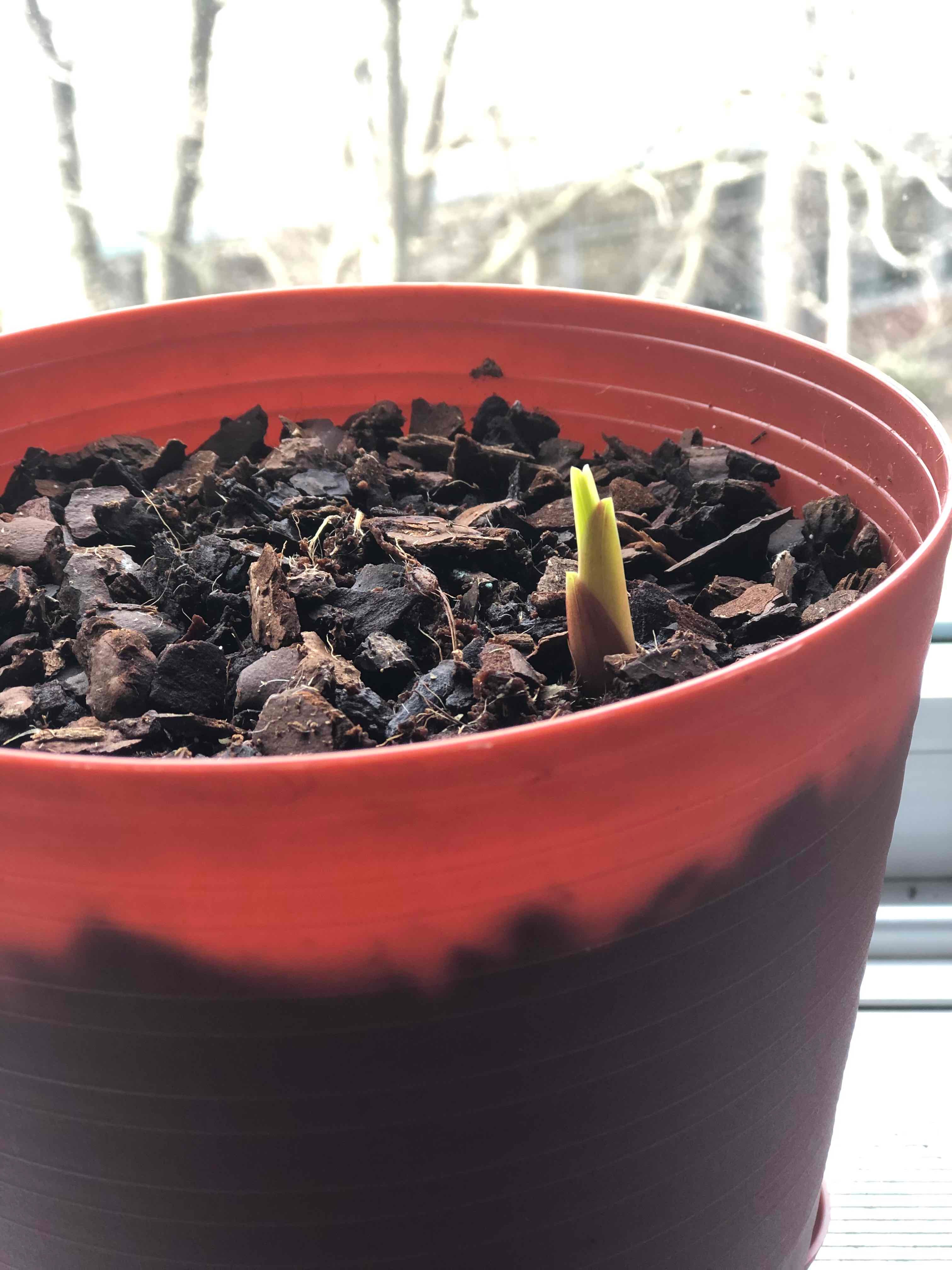 if you cut gladiolus will it grow back