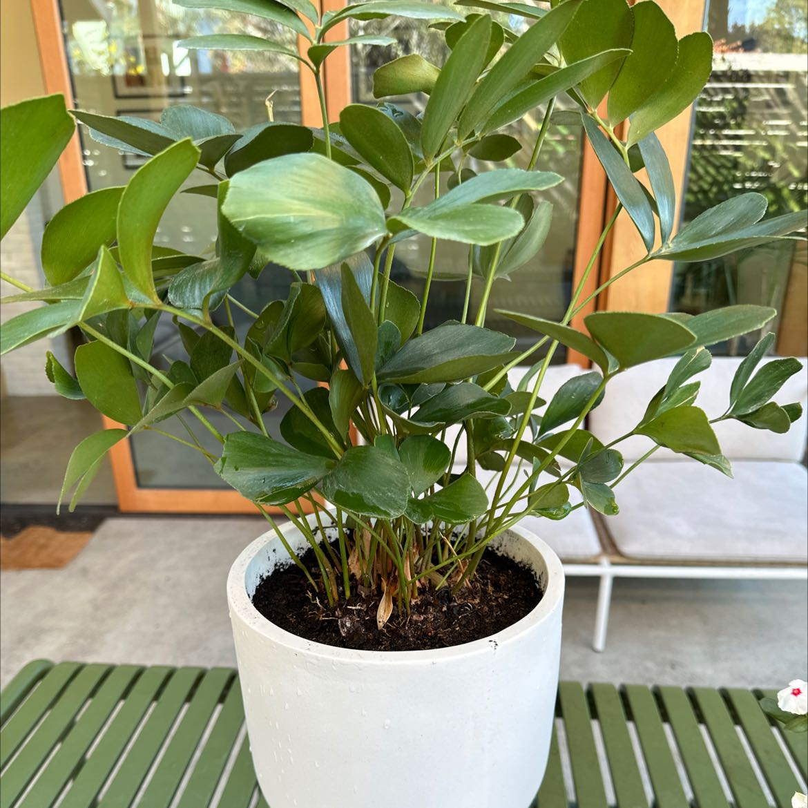 Potted Cardboard Palm with healthy green leaves on a green table.