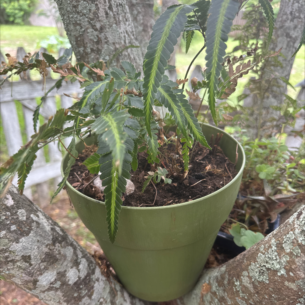 Photo of the plant species Northern Hollyfern by @BossChayote named Be on Greg, the plant care app