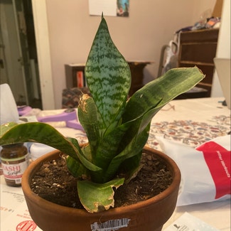 Snake Plant plant in Memphis, Tennessee