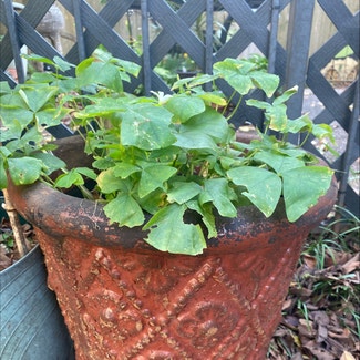 European Woodsorrel plant in Memphis, Tennessee