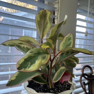 Peperomia 'Ginny' plant in Memphis, Tennessee