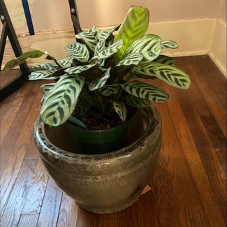 calathea plant in Memphis, Tennessee