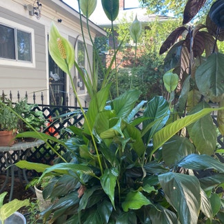 Peace Lily plant in Memphis, Tennessee