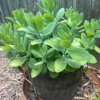 Showy Stonecrop plant in Memphis, Tennessee