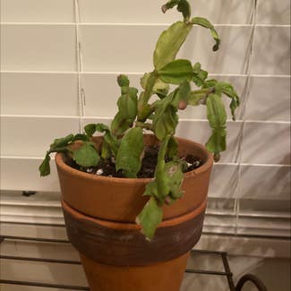 False Christmas Cactus plant in Memphis, Tennessee