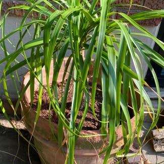 Ponytail Palm plant in Memphis, Tennessee
