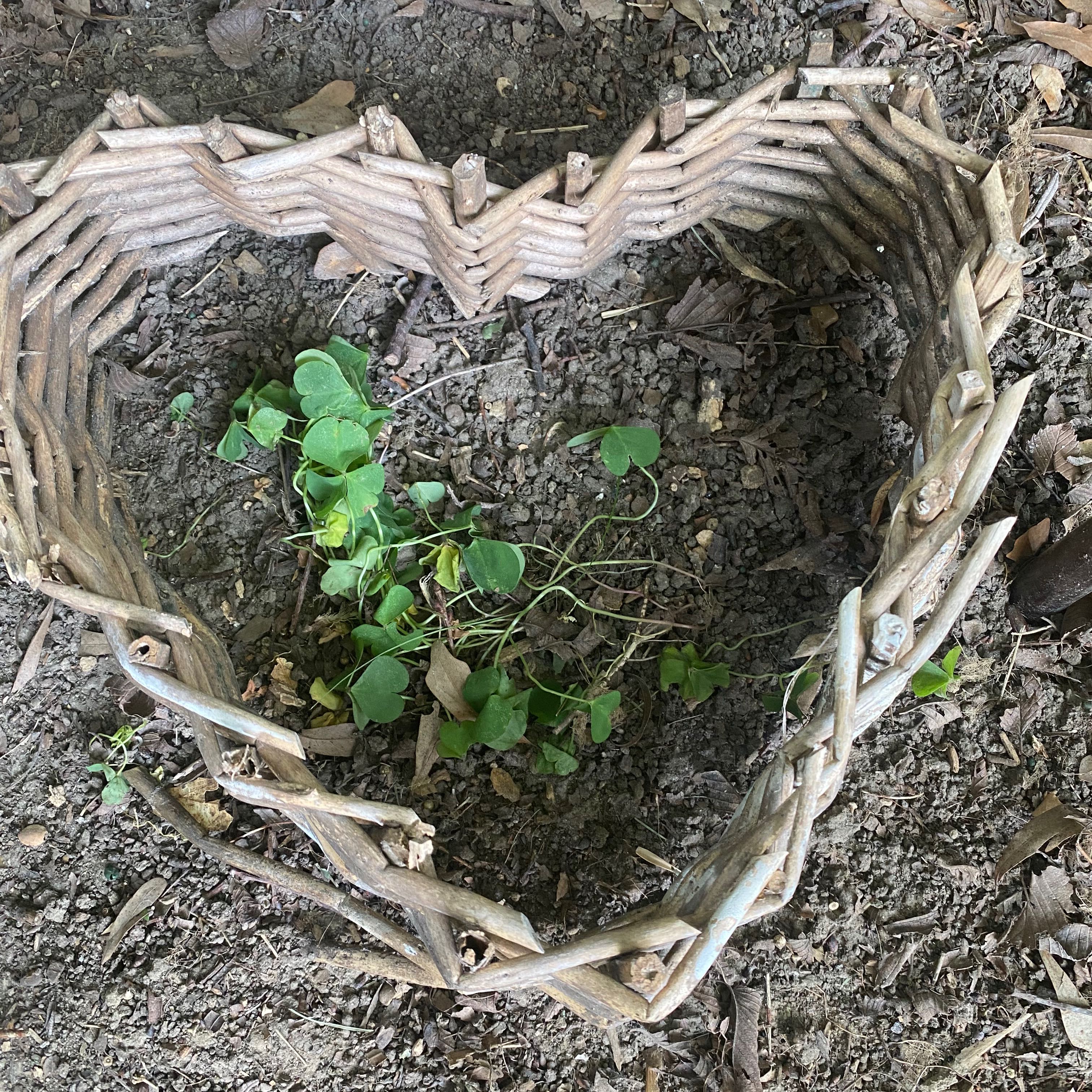 Creeping Woodsorrel plant in a heart-shaped wicker border with visible soil.