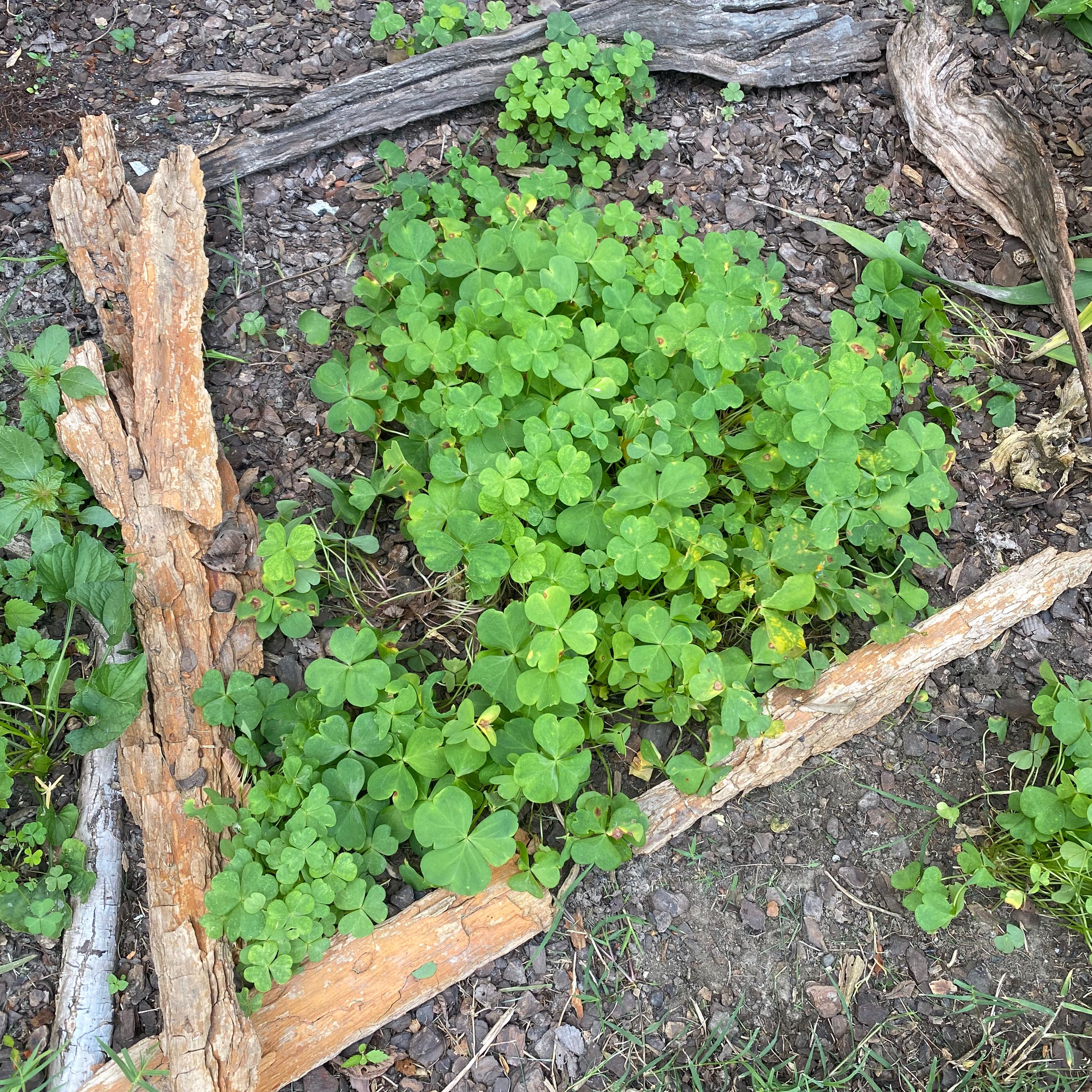 Creeping Woodsorrel (Oxalis corniculata) growing in a garden bed with vibrant green leaves.