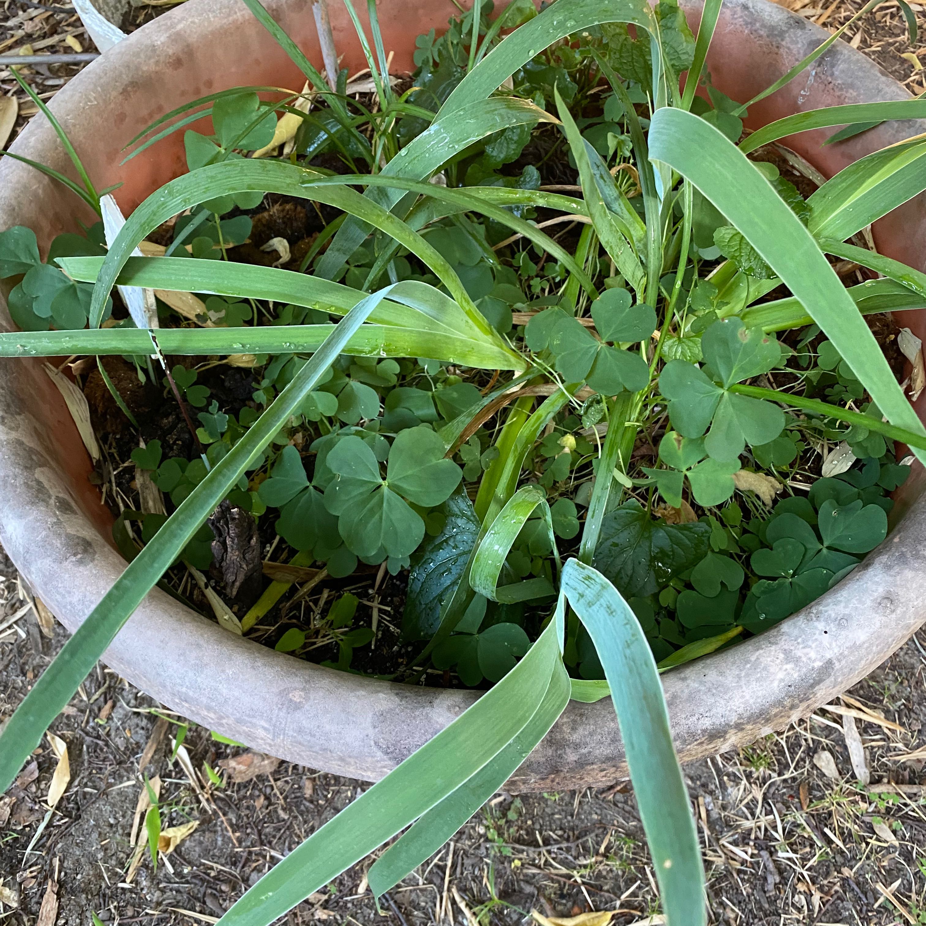 Potted Pink Woodsorrel plant with green leaves and visible soil.