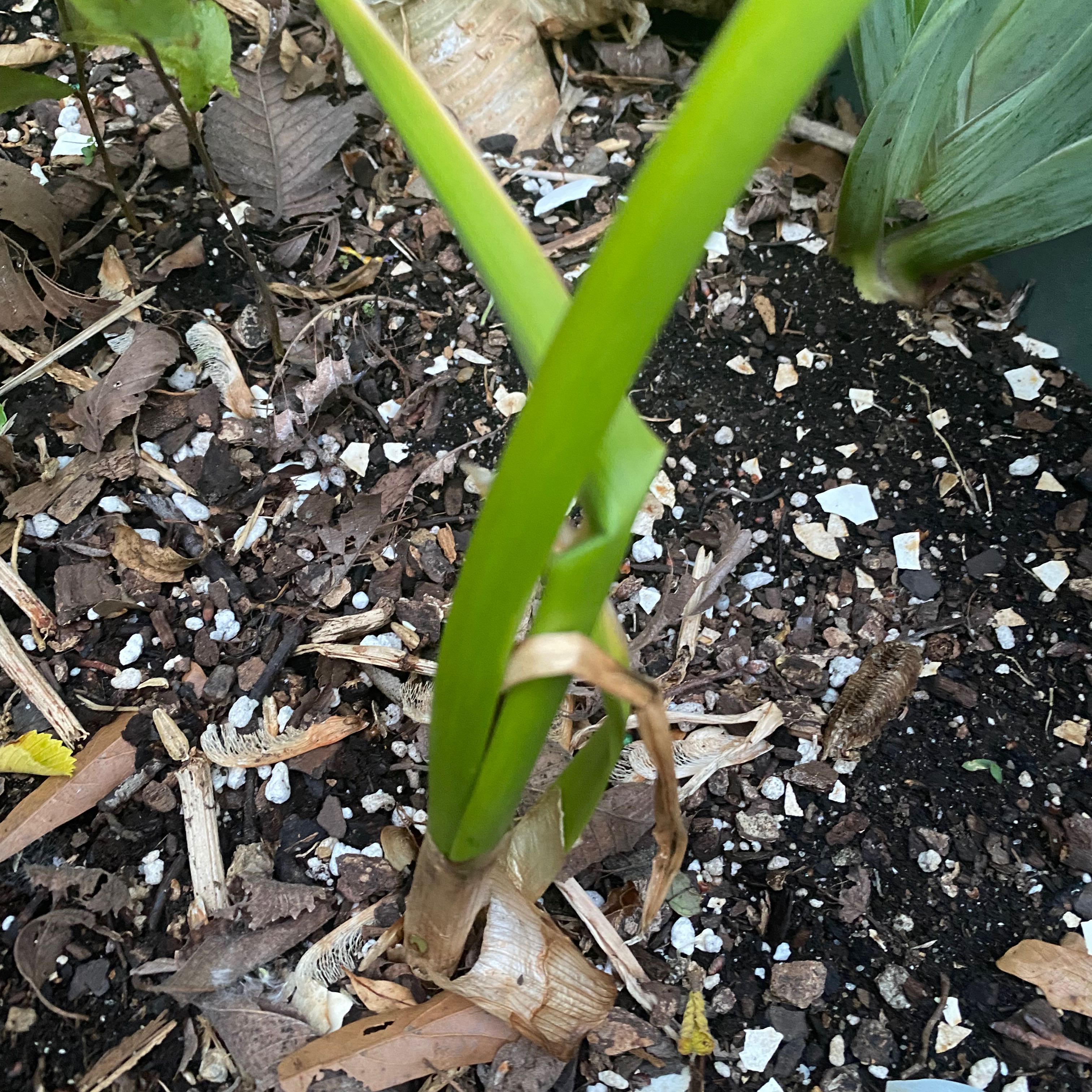 Paperwhite plant with green leaves emerging from a bulb, planted in visible soil.