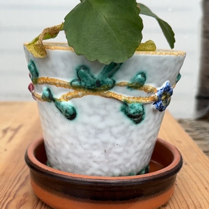 A healthy Kalanchoe pinnata plant in a white pot, with a large green leaf and colorful twisting seed pods at the base.