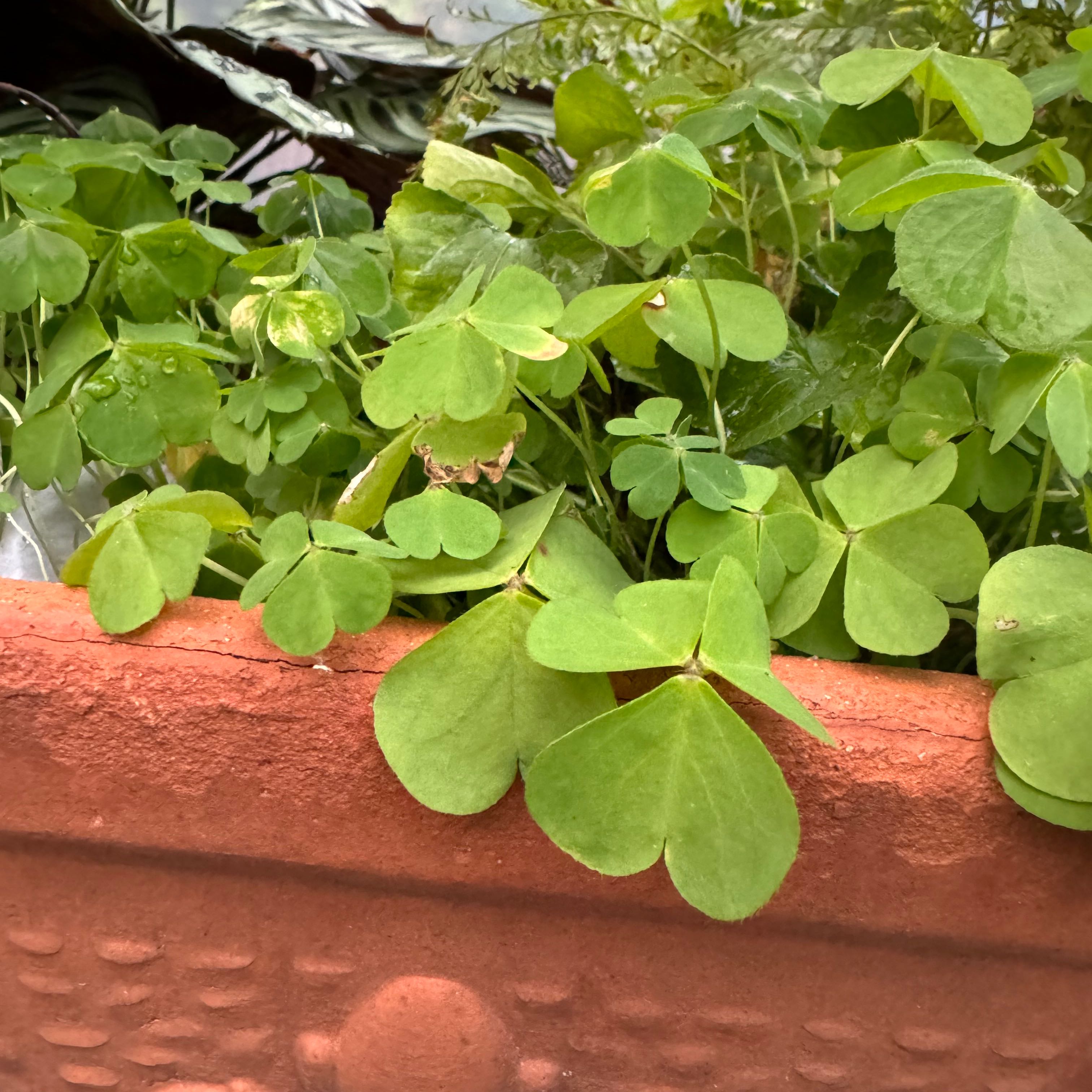 Pink Woodsorrel plant with green, heart-shaped leaves in a terracotta planter.