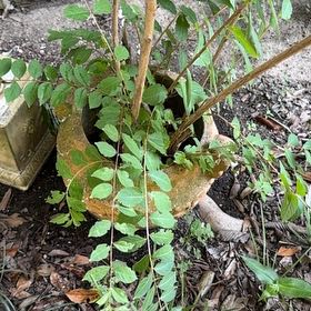 Photo of the plant species Crape Myrtle by @BossChayote named Flow on Greg, the plant care app