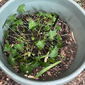 Photo of the plant species Blue Violet by @BossChayote named Pot O’ Violets by the back fence on Greg, the plant care app
