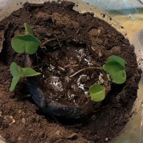 Photo of the plant species European Woodsorrel by @BossChayote named Woody on Greg, the plant care app