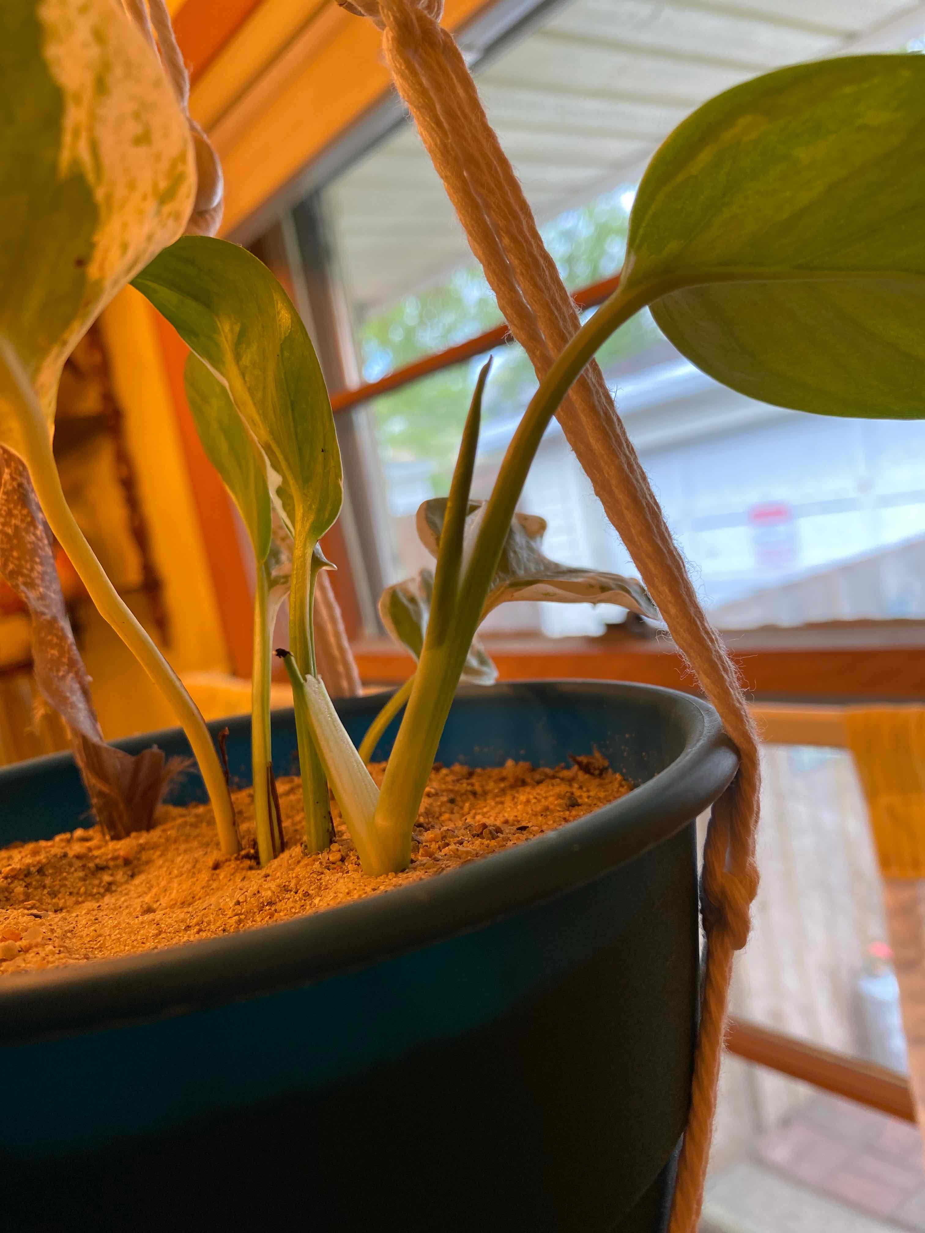 Pearls and Jade Pothos plant in a pot near a window, with some leaf browning and visible soil.