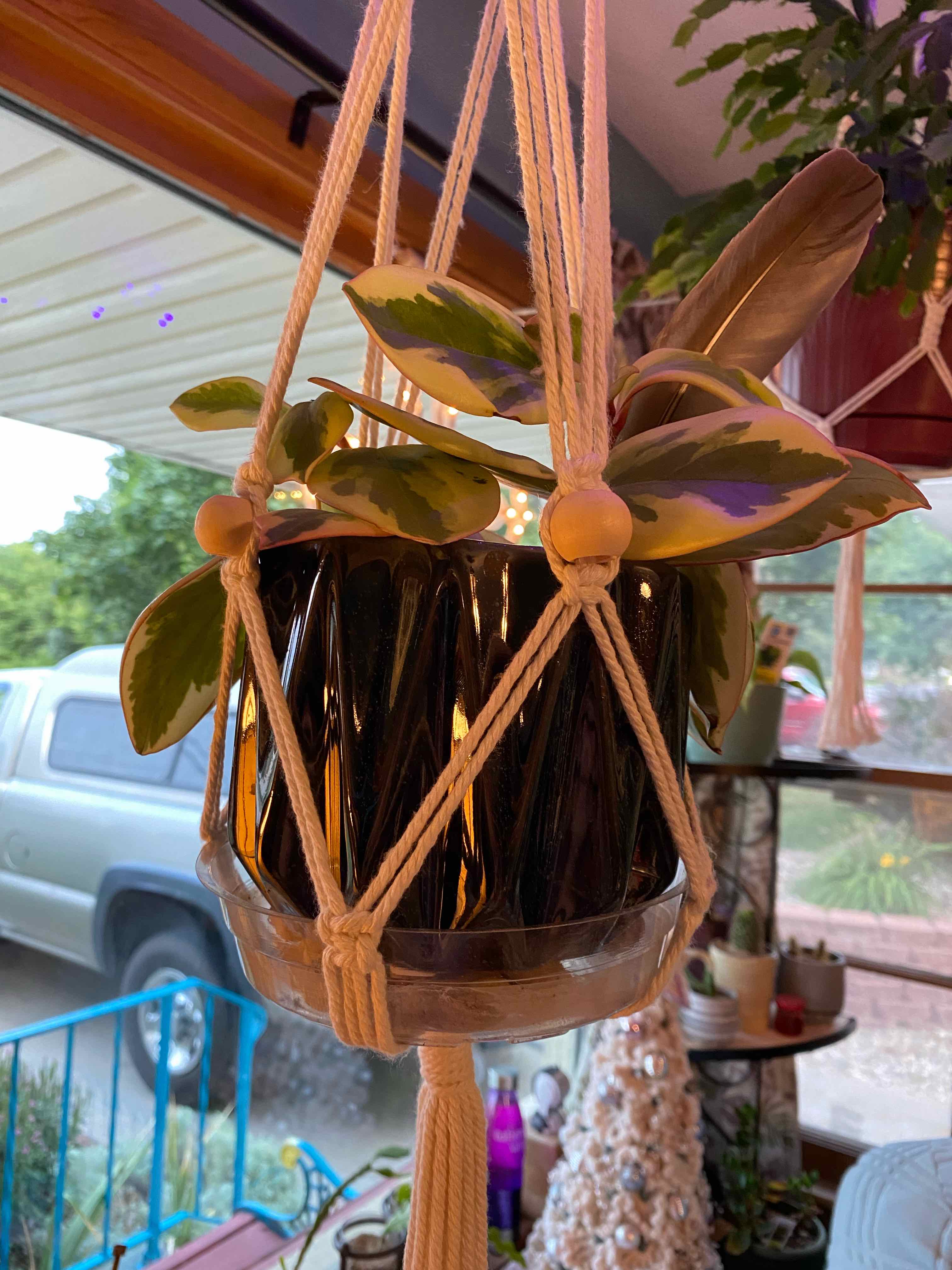Peperomia 'Ginny' plant in a hanging pot with variegated leaves.