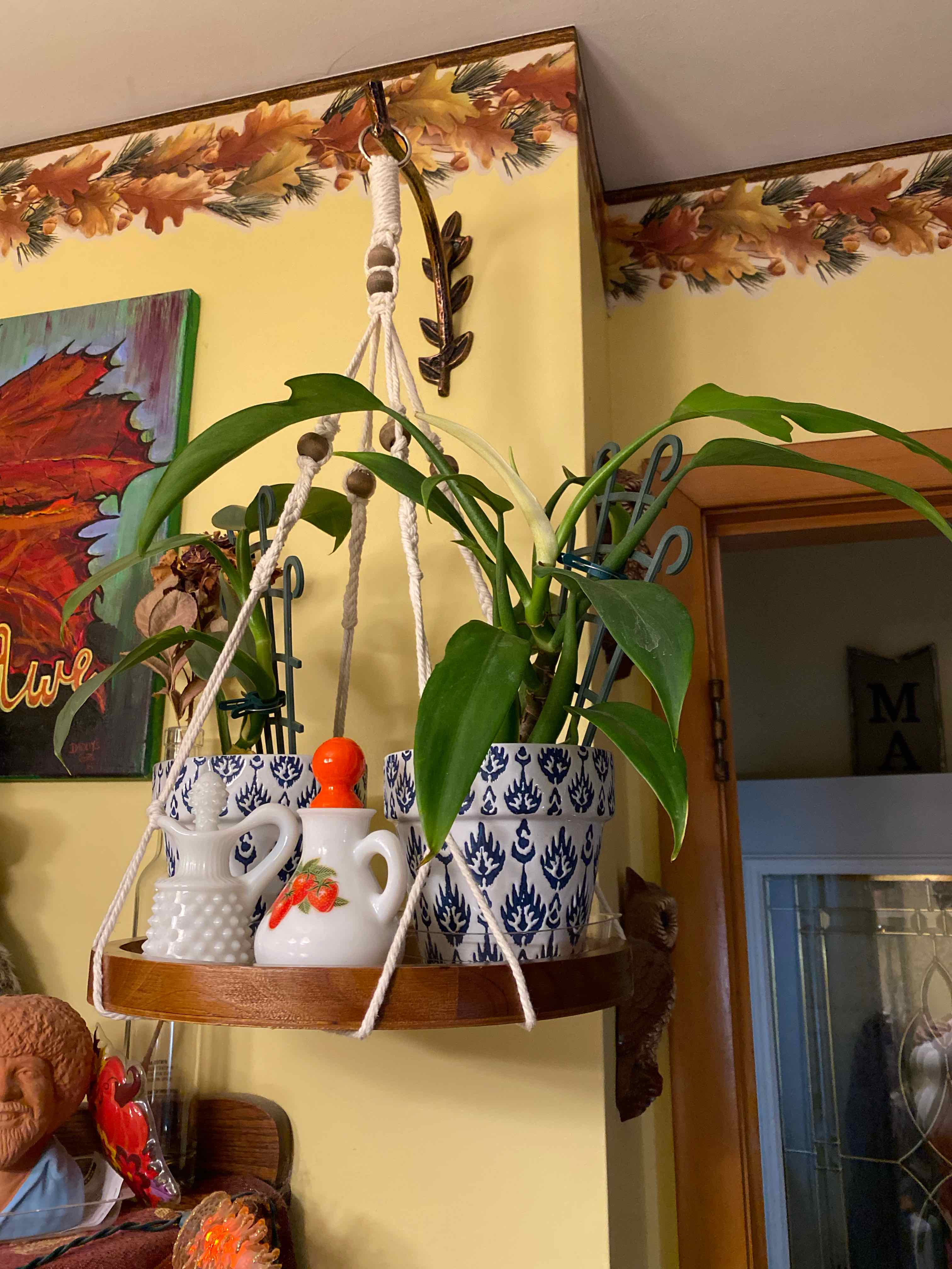 Philodendron panduriforme plant in a decorative hanging pot with vibrant green leaves.