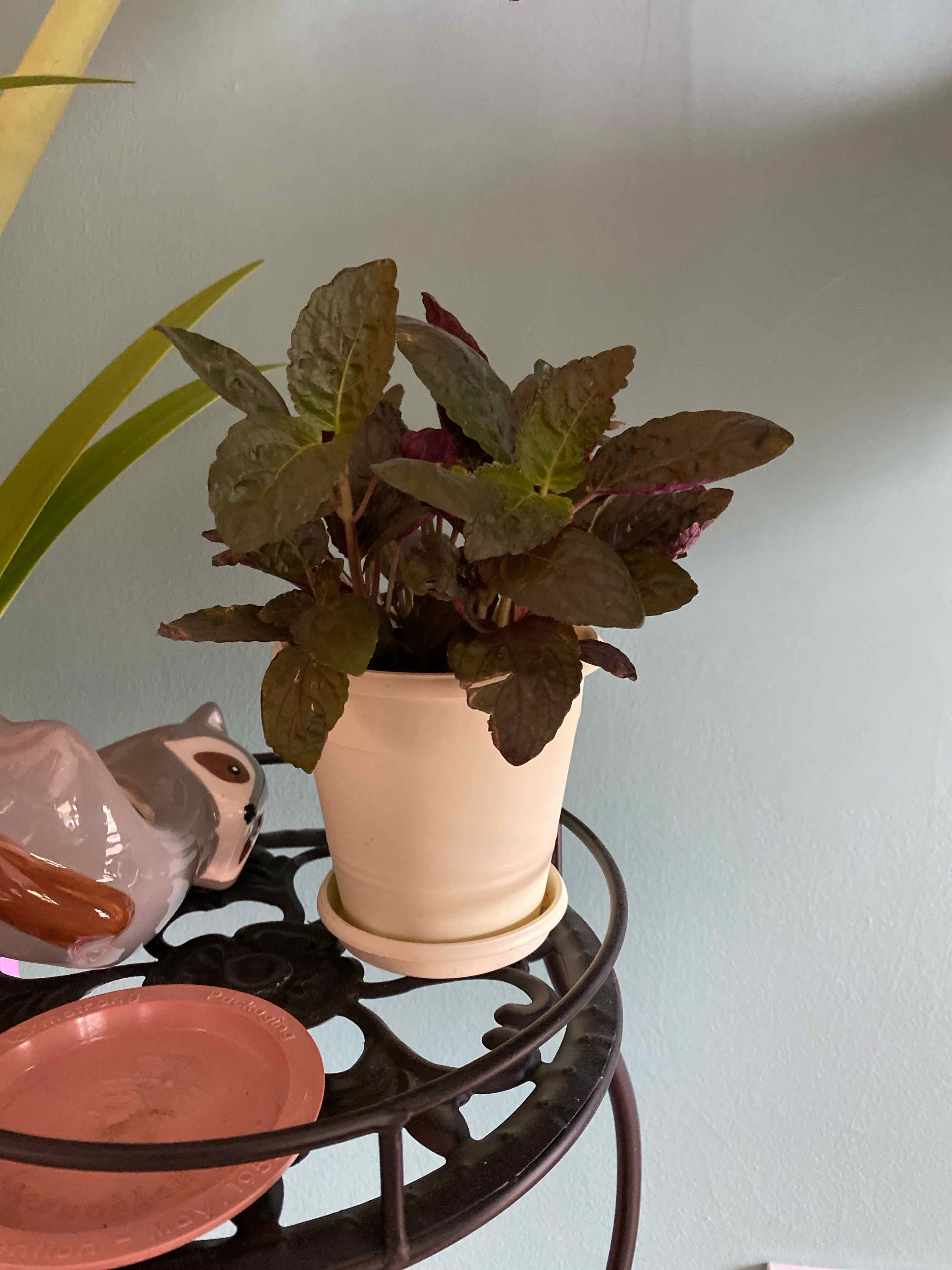 Waffle Plant in a small pot on a decorative stand, appears healthy.