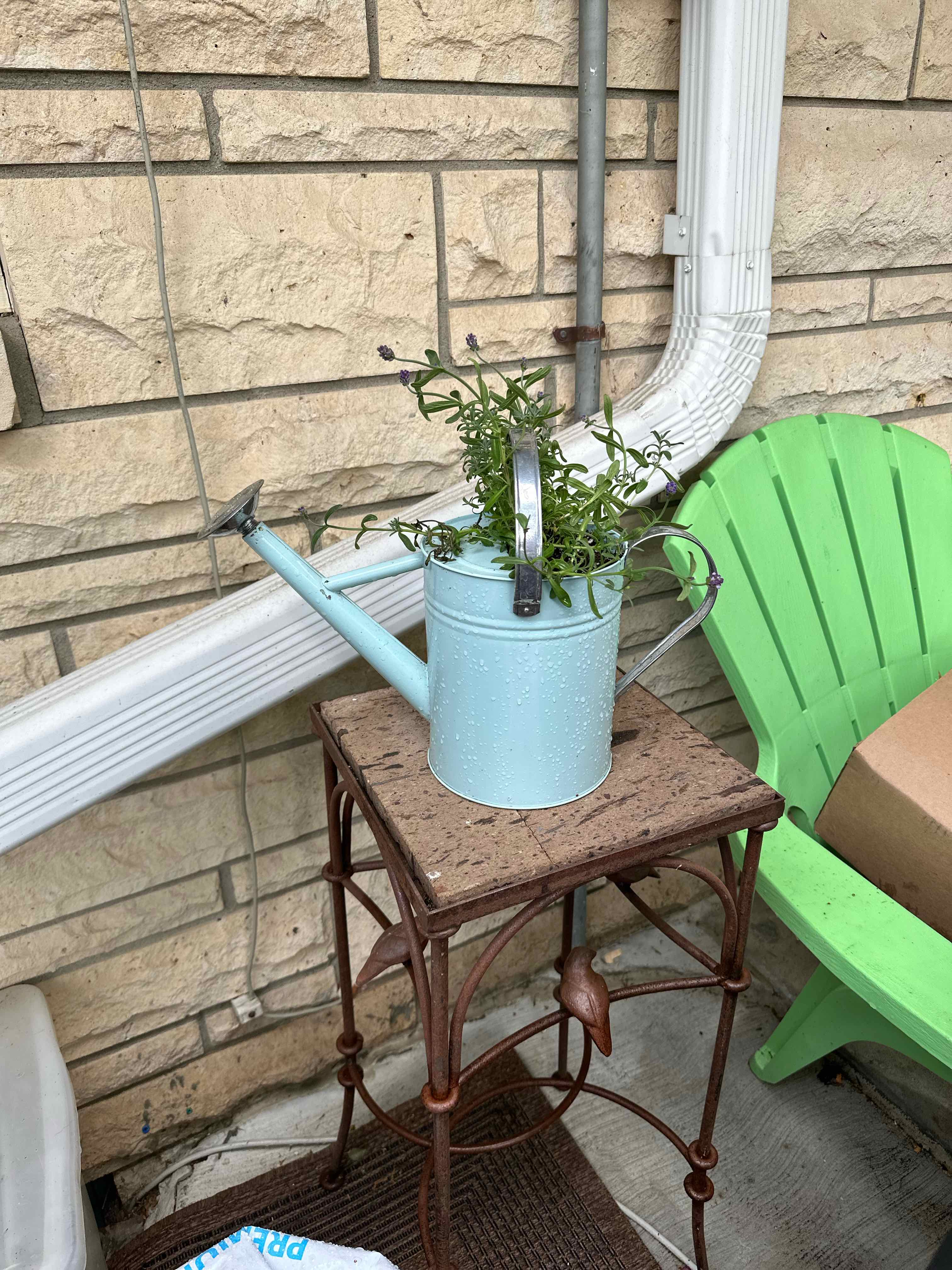 Strawflower plant in a watering can on a table, with green leaves and small flowers.