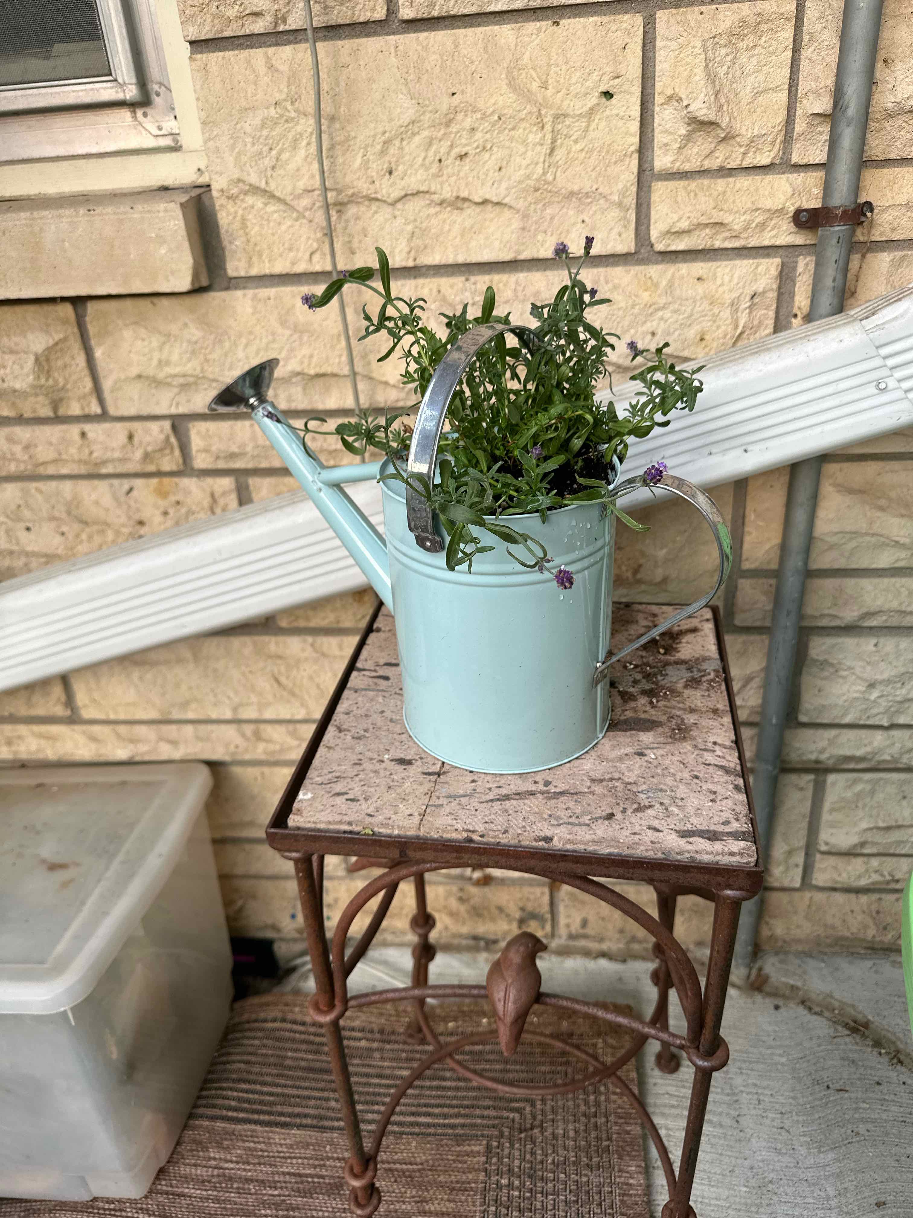 Strawflower plant in a watering can on a table, with green foliage and some flowers.