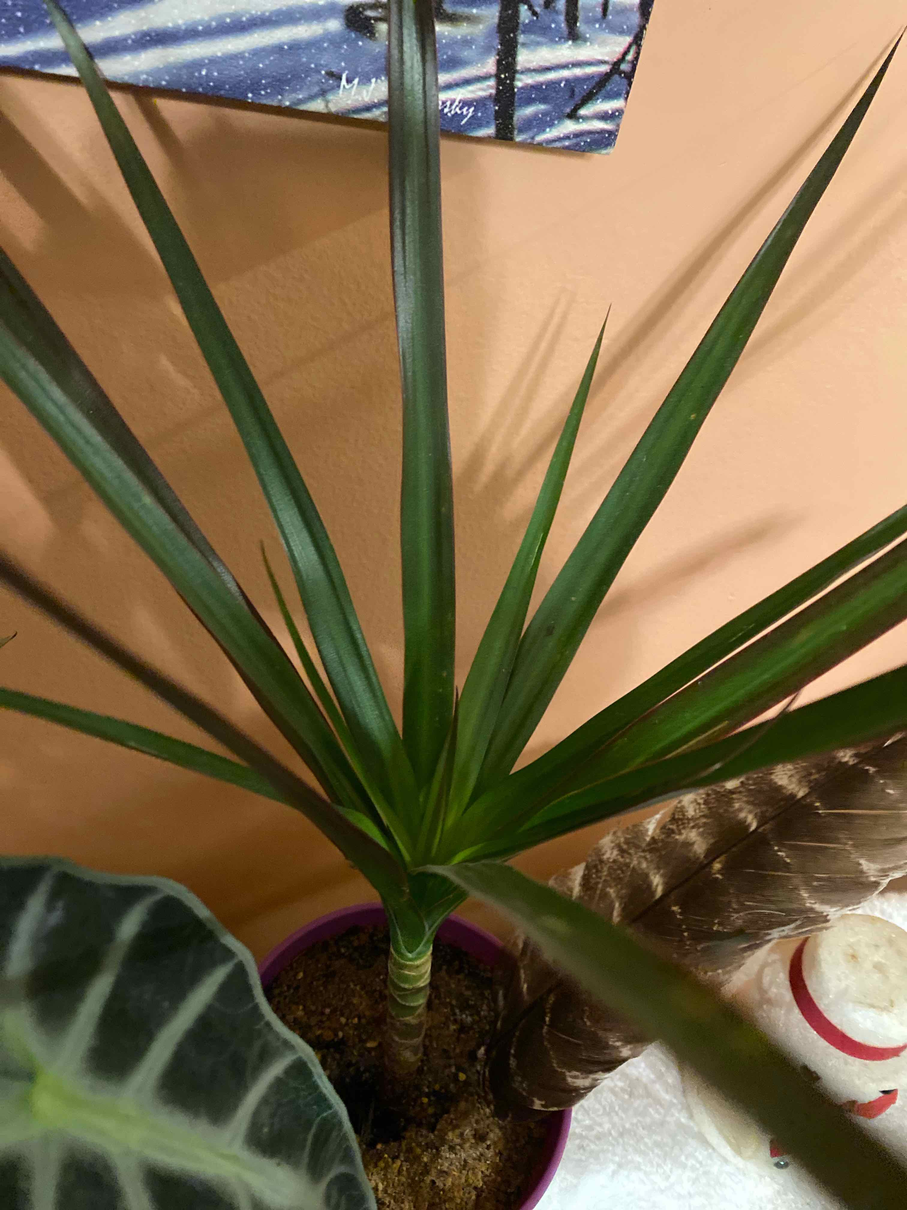 Magenta Dragon Tree plant in a pot with visible soil, healthy green leaves, well-framed and in focus.