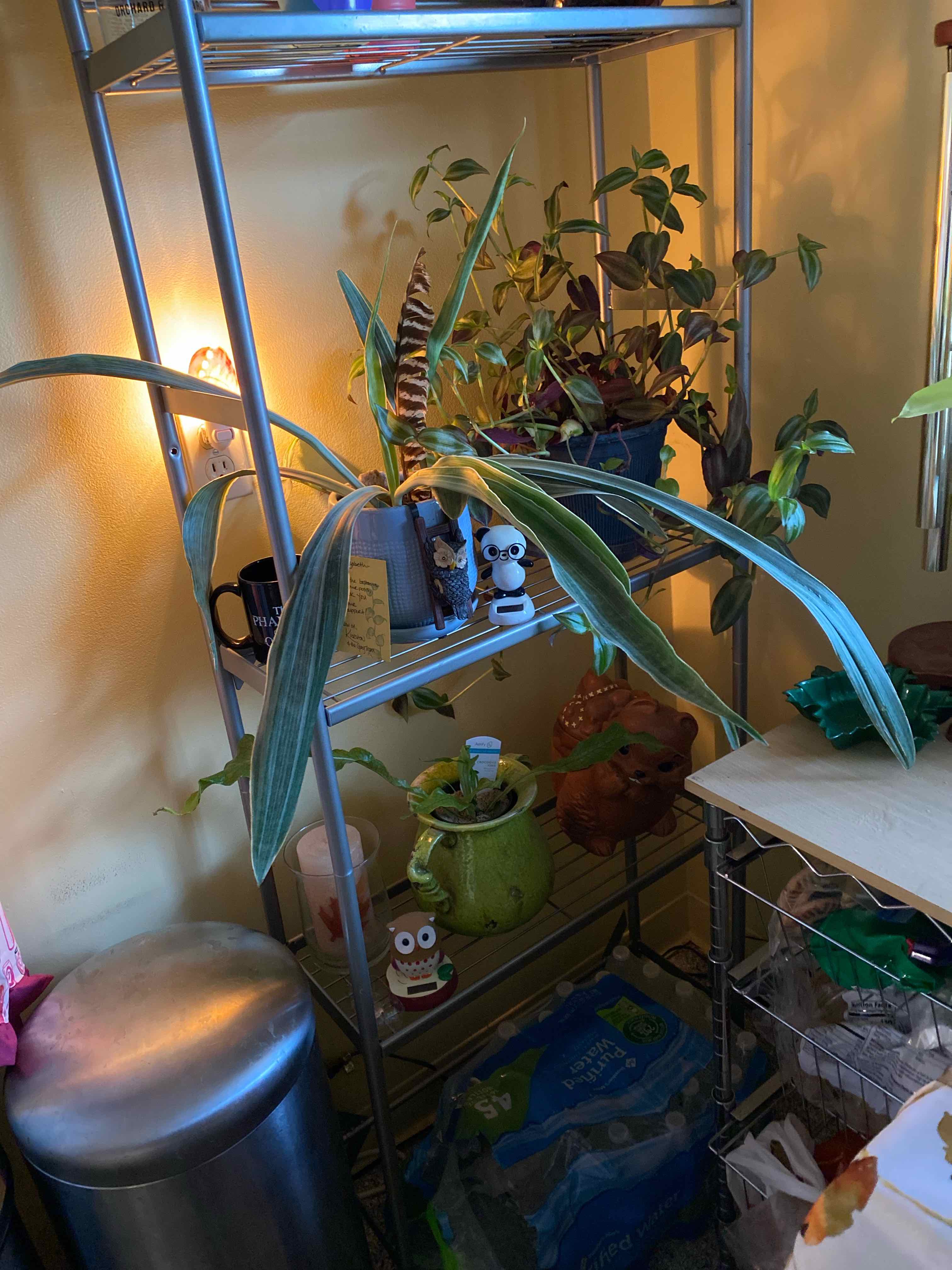 Metallica Snake Plant on a shelf with other plants and objects, indoors with adequate lighting.