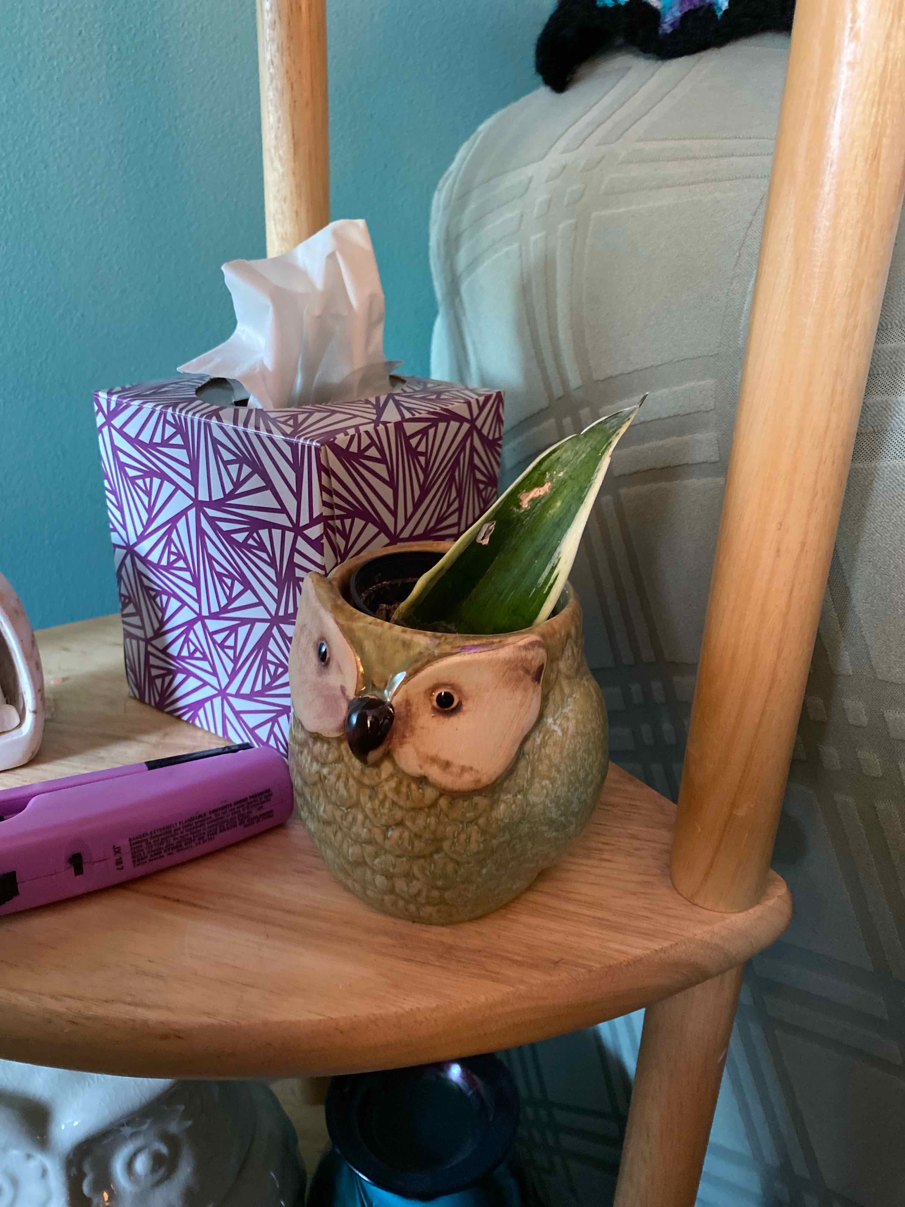 Sansevieria Night Owl plant in an owl-shaped pot on a wooden shelf.