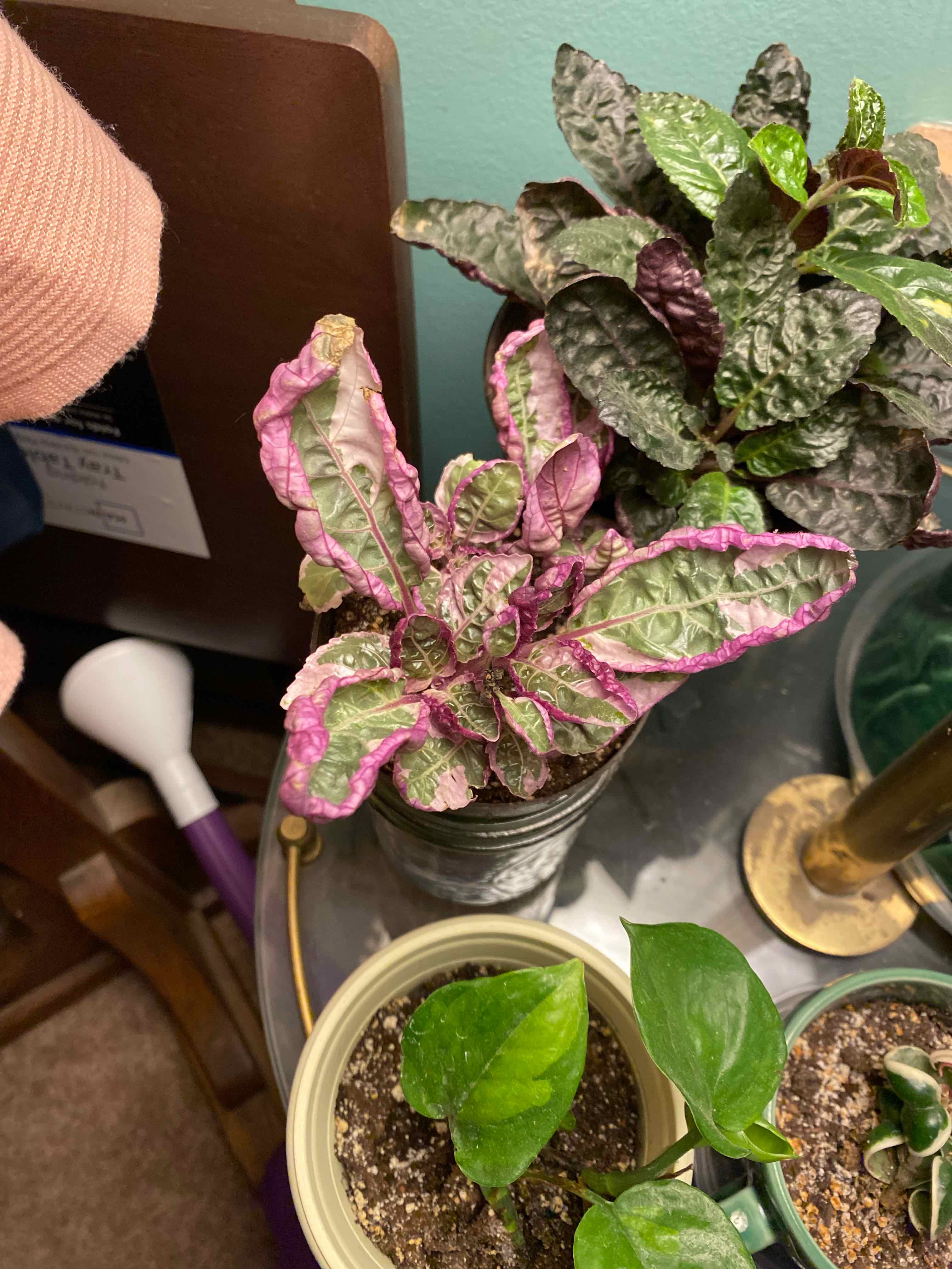 Purple Waffle Plant with purple and green leaves in a pot on a table, other plants visible.