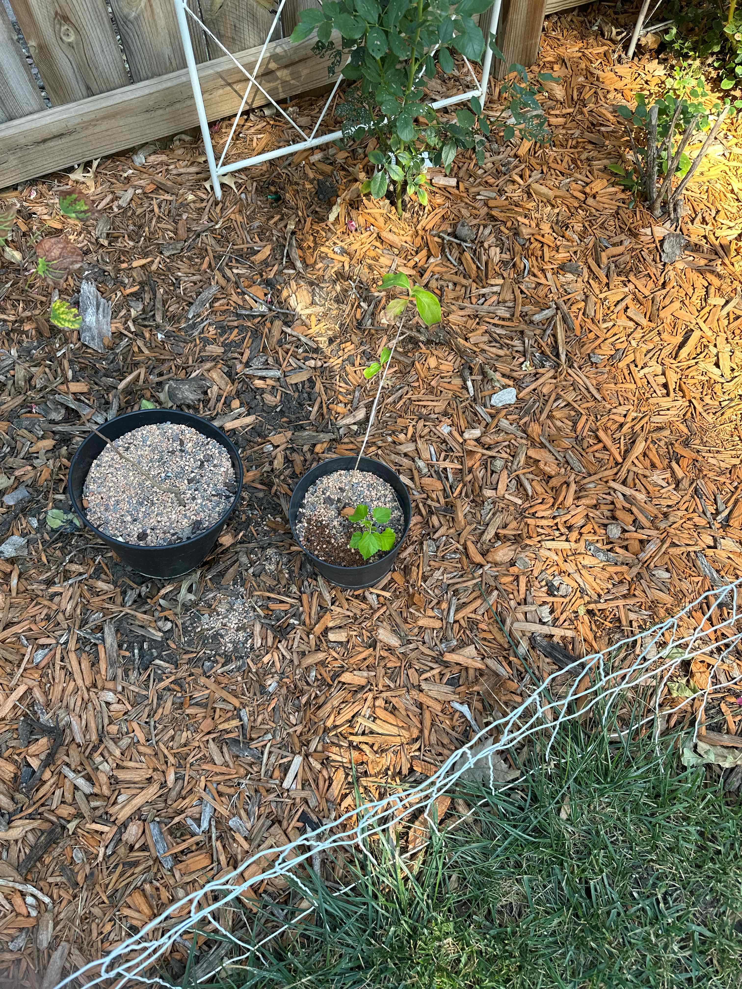 Plant care for Arctic Fire Dogwood on Greg, the plant care app