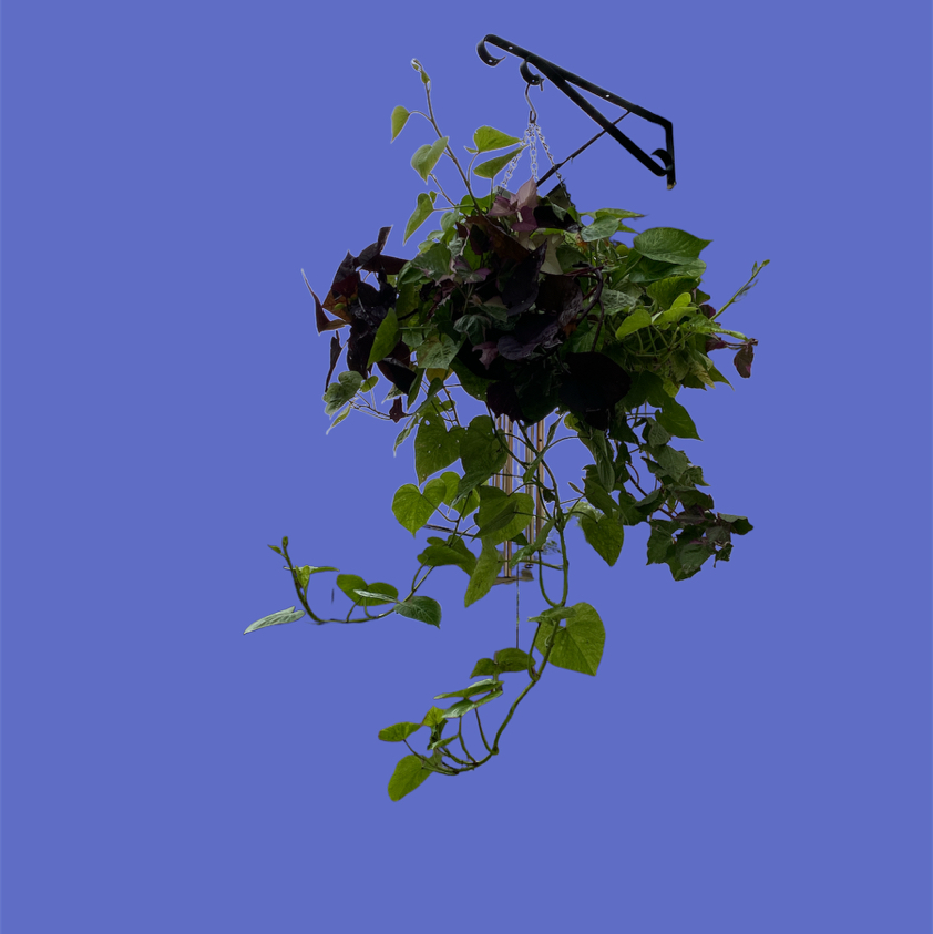 Healthy trailing sweet potato vine with lush green heart-shaped leaves against blue sky.