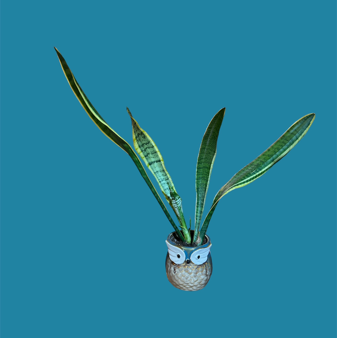 Sansevieria 'Lauren' plant in an owl-shaped pot against a blue background.