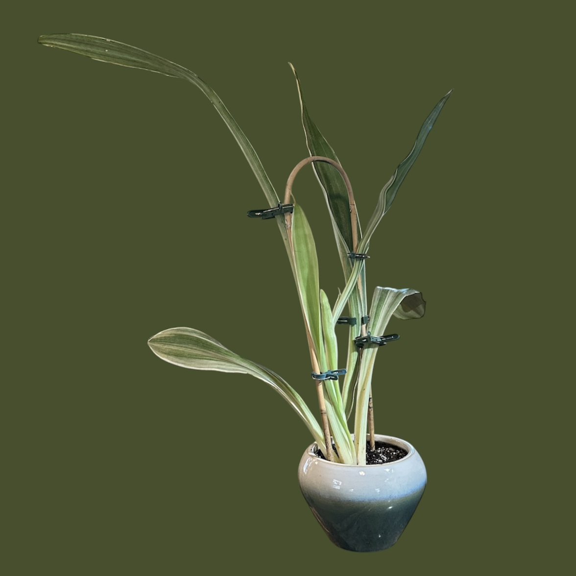 Photo of the plant species Metallica Snake Plant by @GatherandGrow named Silver on Greg, the plant care app