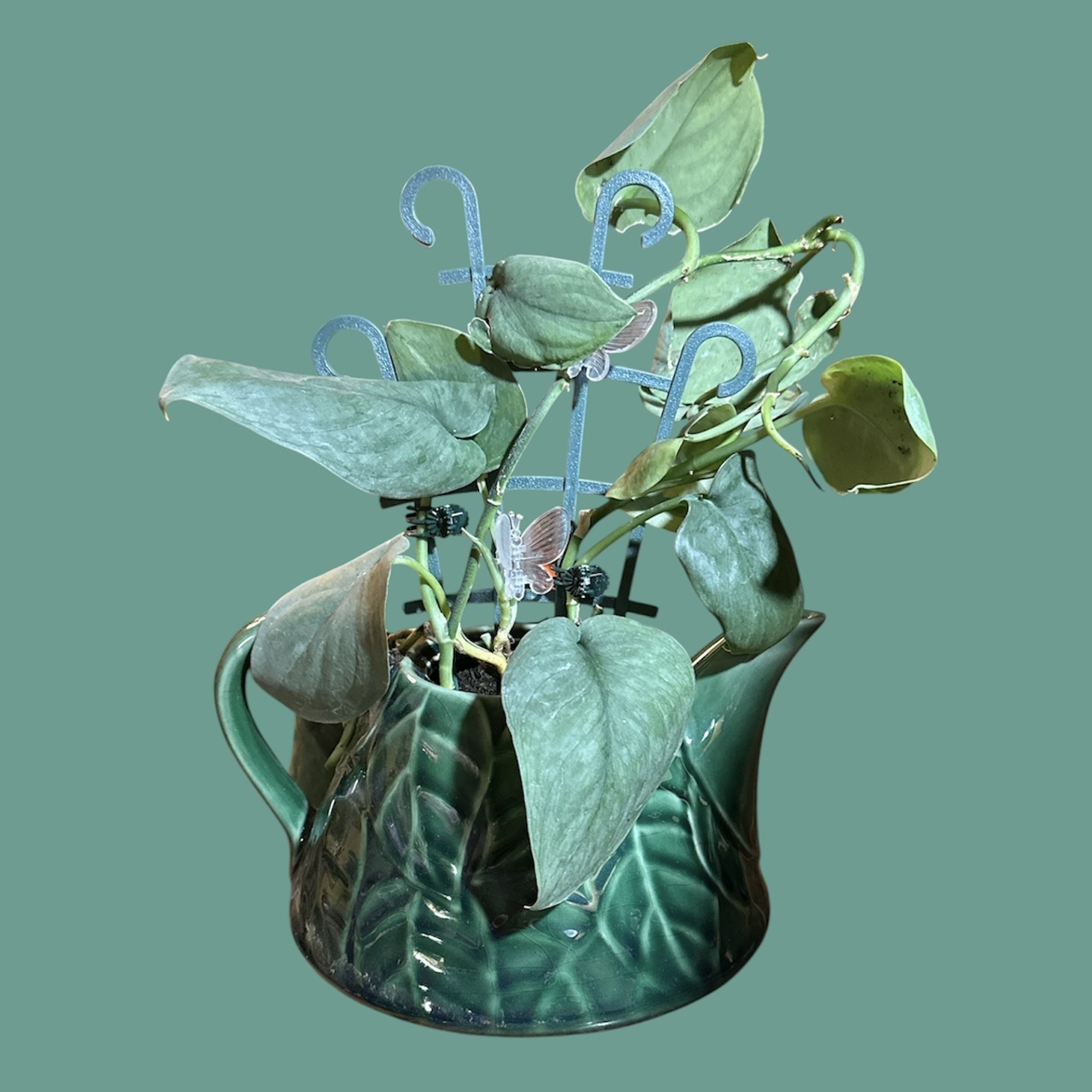 Photo of the plant species Scindapsus pictus 'Silver Hero' by @GatherandGrow named Maya on Greg, the plant care app