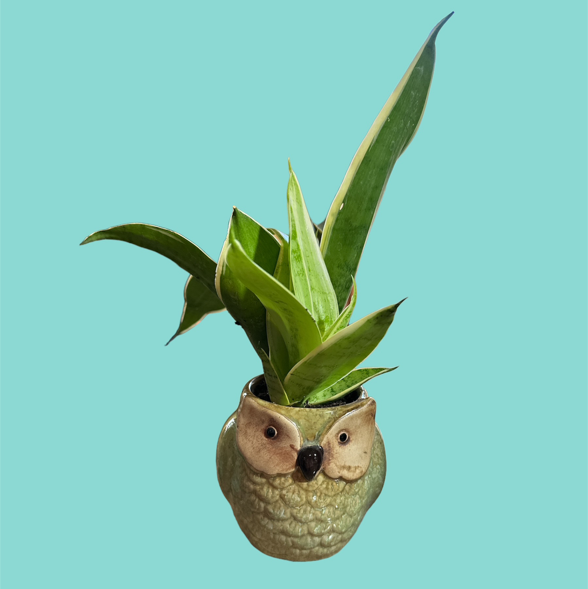 Sansevieria Night Owl plant in an owl-shaped pot against a plain background.