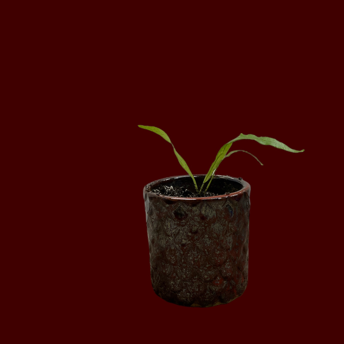 A small potted Crocodile Fern with green leaves against a plain background.
