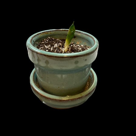 Photo of the plant species Sansevieria Night Owl by @GatherandGrow named Baby Owly on Greg, the plant care app