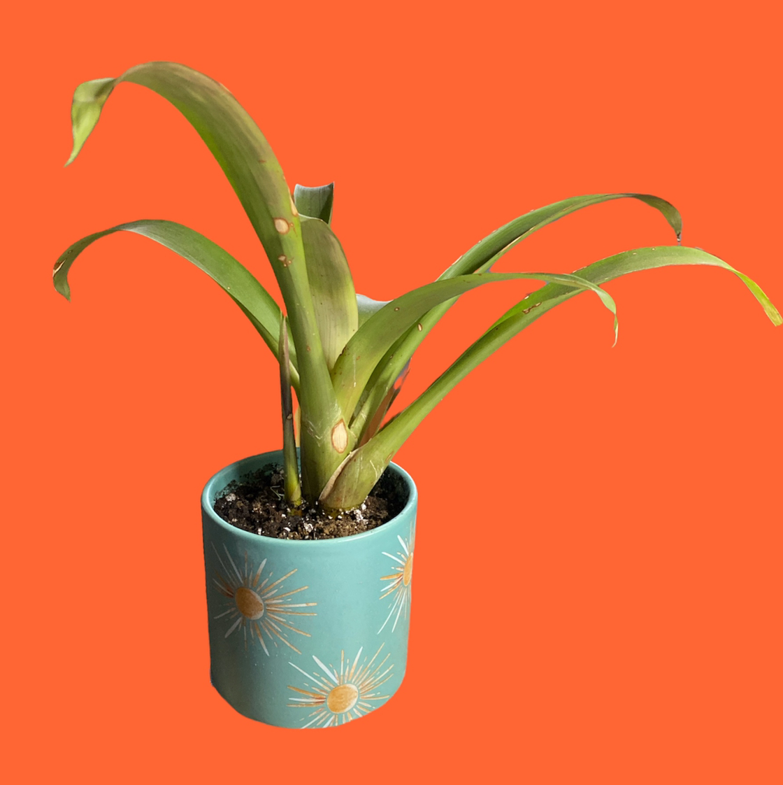 Blushing Bromeliad in a decorative pot with some brown spots on leaves against an orange background.