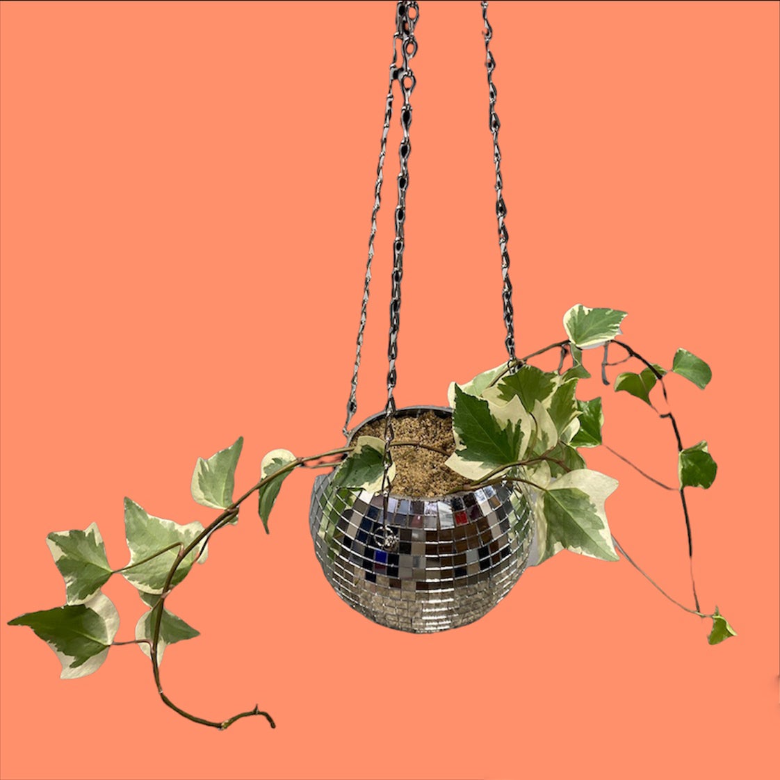 Algerian Ivy is Toxic to Humans 💀