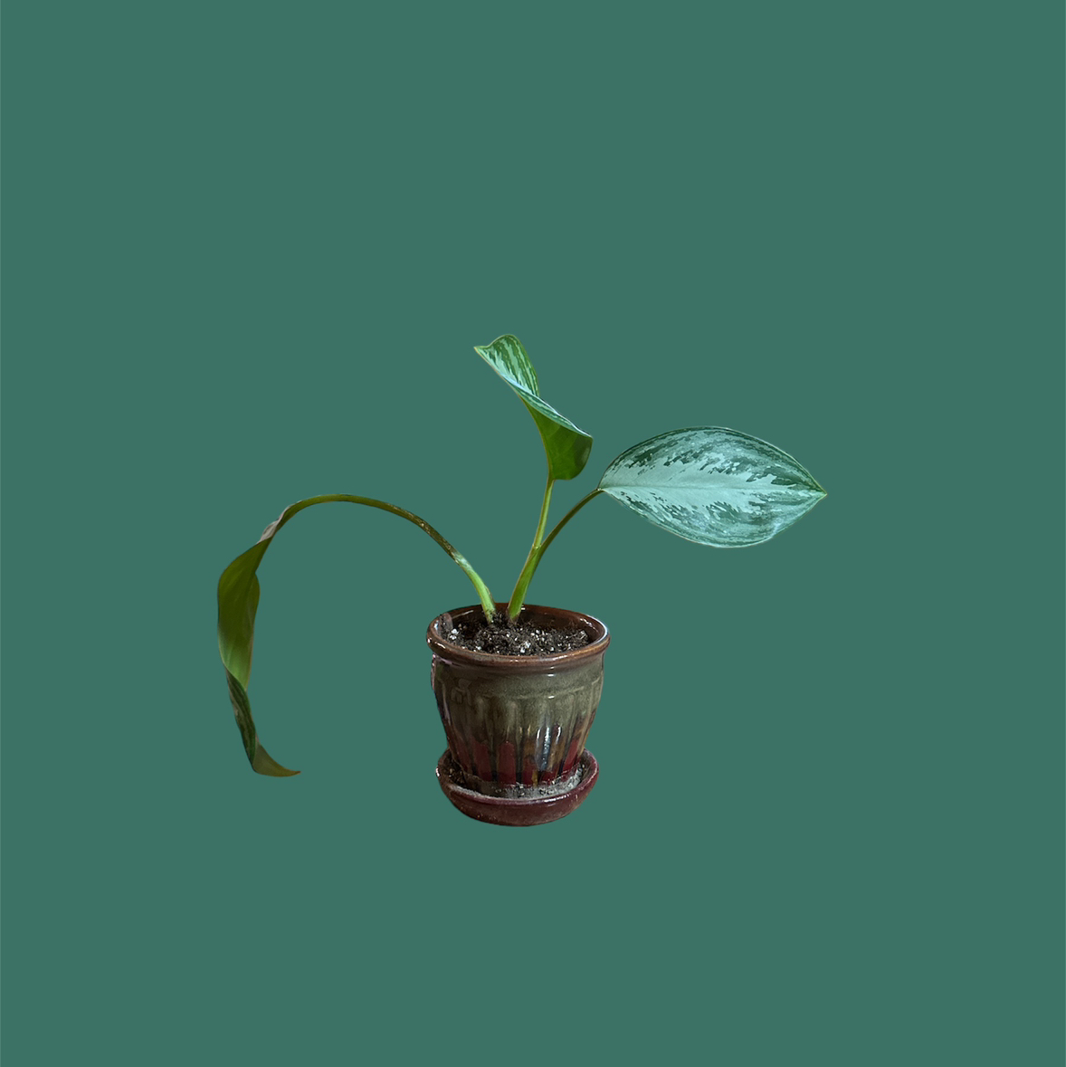 Aglaonema 'Silver Bay' plant in a pot with a solid background.