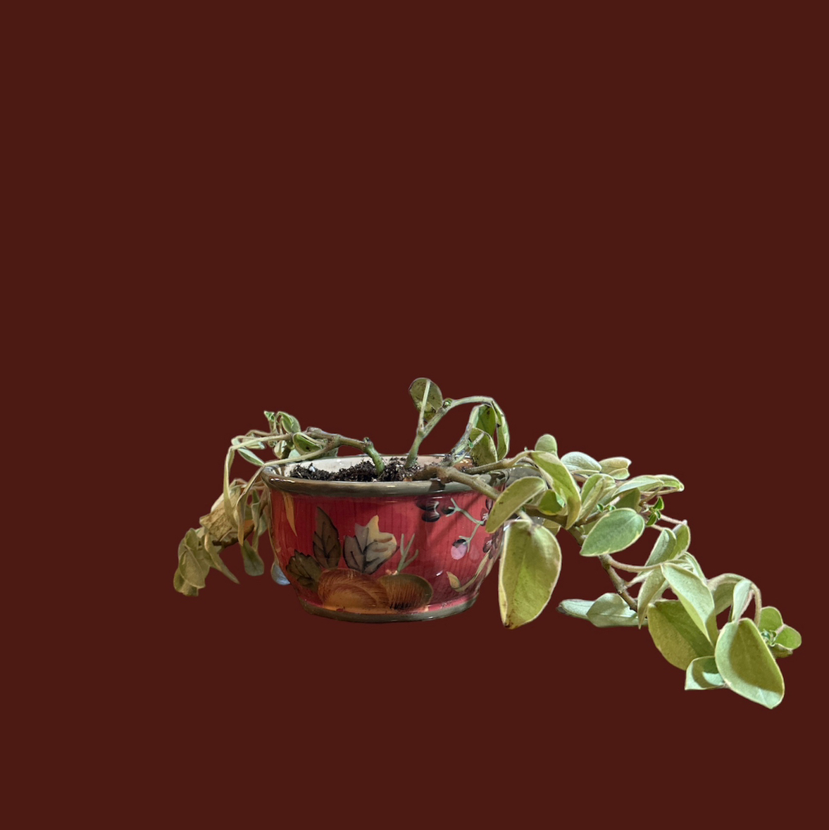 Teardrop Peperomia plant in a decorative pot with some yellowing leaves.