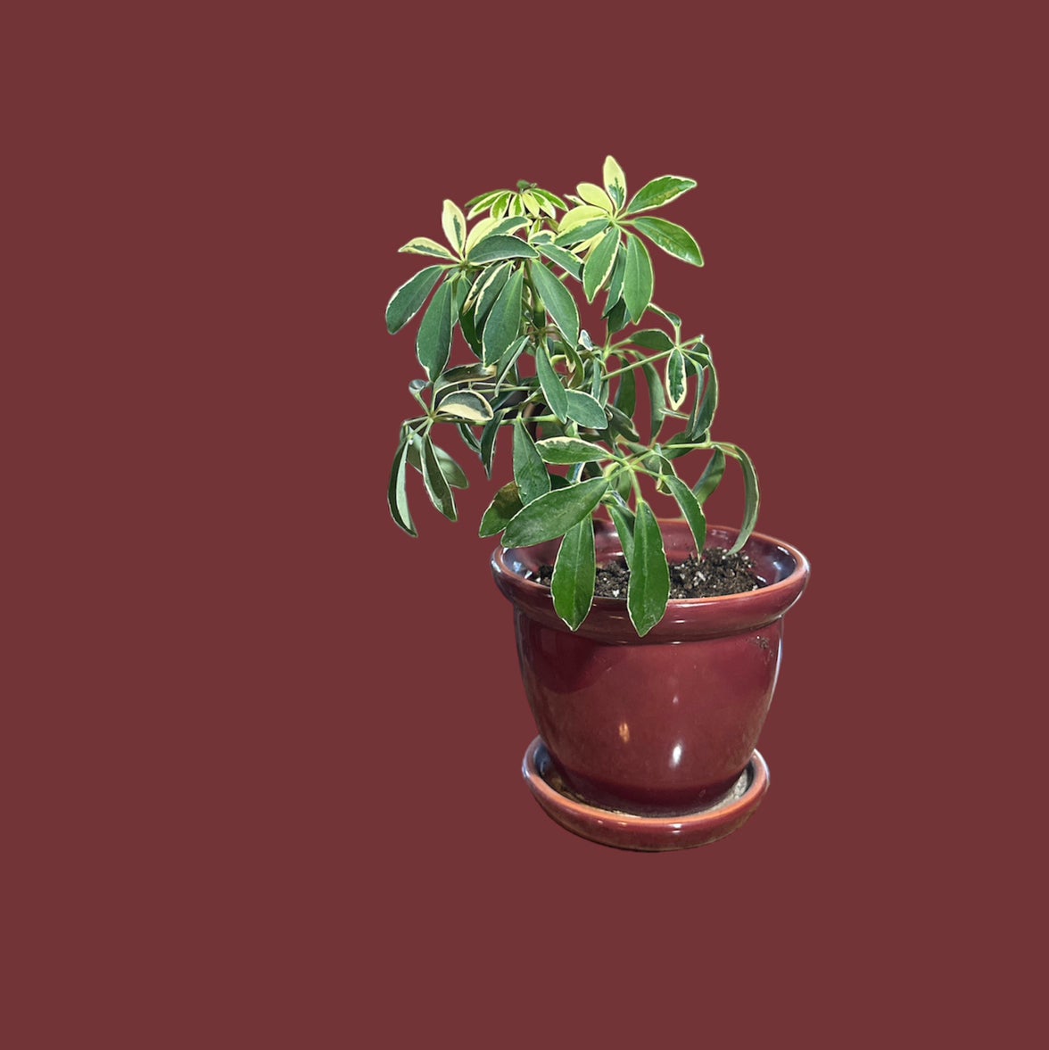 Light Requirements For My Variegated Dwarf Umbrella Tree