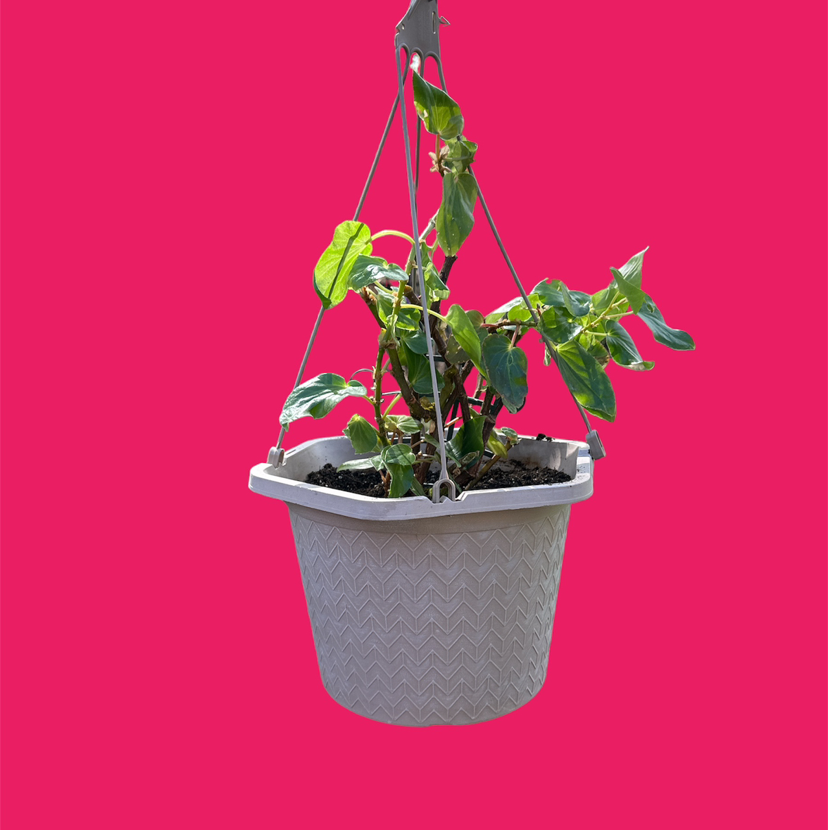 Hanging potted Tuberous Begonia plant with some leaf discoloration against a pink background.