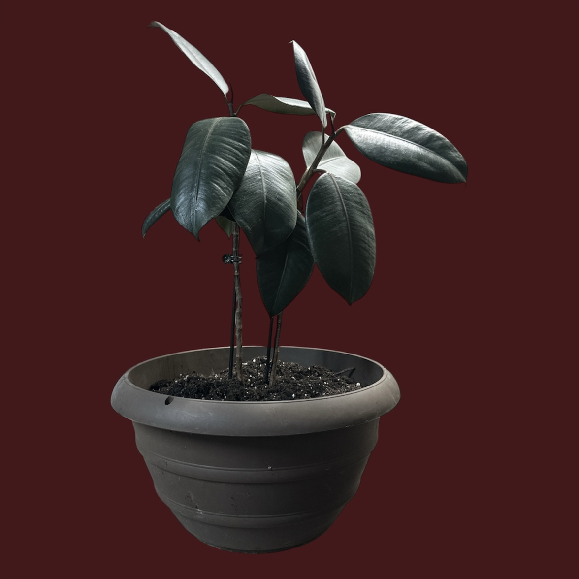Photo of the plant species Burgundy Rubber Tree by @GatherandGrow named Ruby on Greg, the plant care app