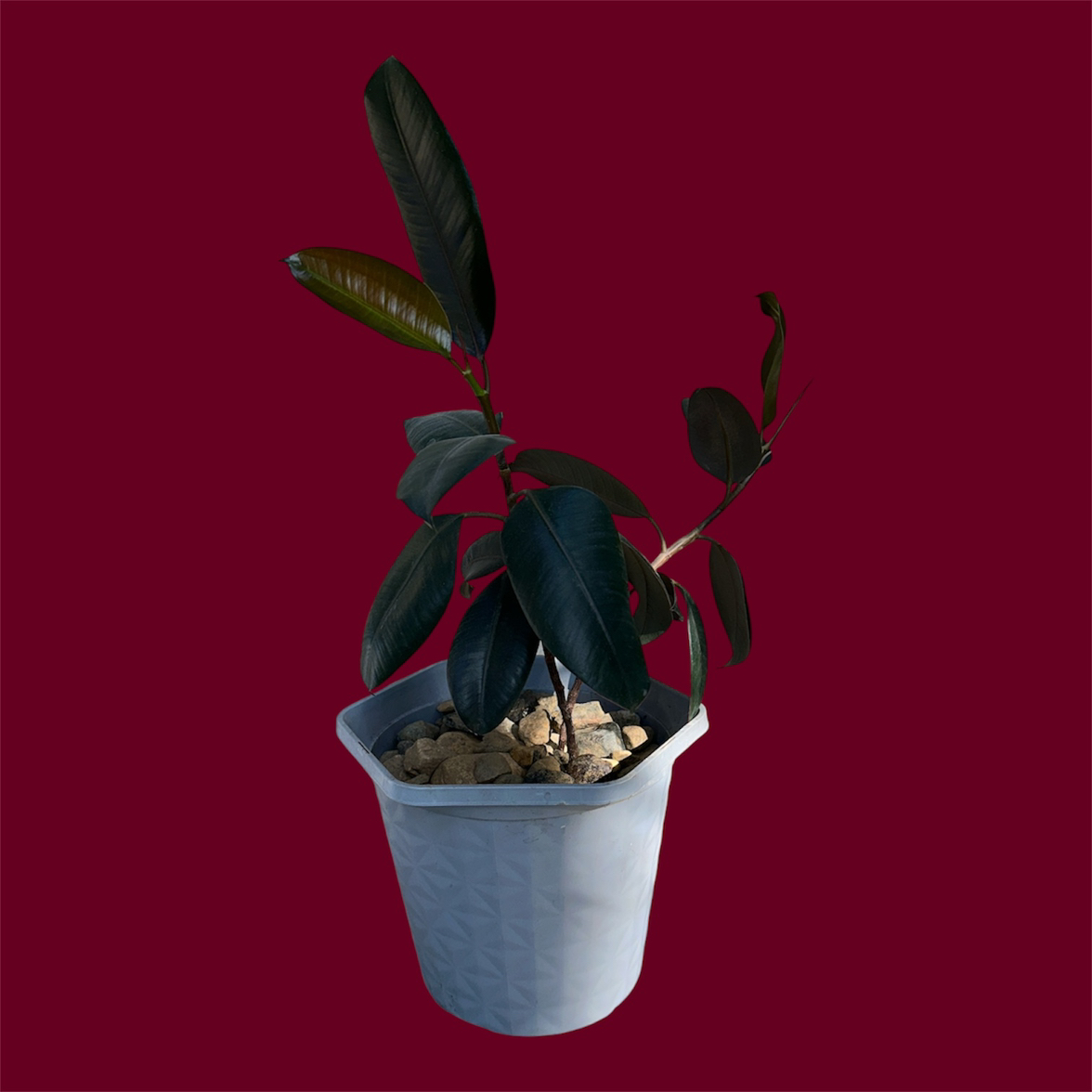 Photo of the plant species Burgundy Rubber Tree by @GatherandGrow named Ruby on Greg, the plant care app